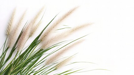 Fototapeta premium Fluffy Grass on Clean: A cluster of soft, fluffy grass plumes with vibrant green blades elegantly arranged, offering a sense of calm and natural beauty.