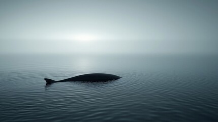 Fototapeta premium Solitary whale in calm, foggy ocean.