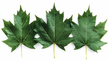 Three Green Maple Leaves on White: Nature Photography