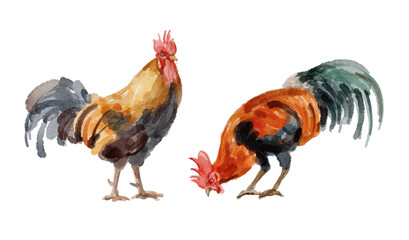 Watercolor set of rooster for logo, invitations and more