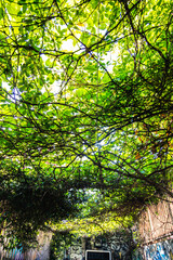 Fototapeta premium A vibrant green canopy of intertwined branches and leaves covering an urban alley. The natural light filtering through the foliage creates a serene atmosphere, blending nature with the surrounding cit