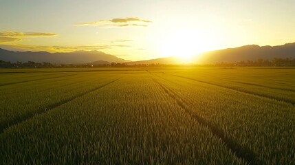Obraz premium Golden sunrise over lush green rice fields with majestic mountains in the background