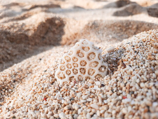 Sea coral background on sand