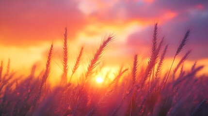 Golden Wheat Field at Sunset - Serene Countryside Landscape