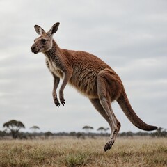 Fototapeta premium A kangaroo leaping forward with its ears perked up, against a white backdrop.