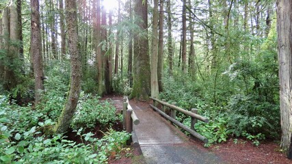 Woods Near Florence, Oregon