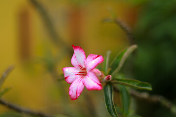 adenium flowers with pink and white on the edges