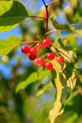 A cluster of red berries on a tree branch