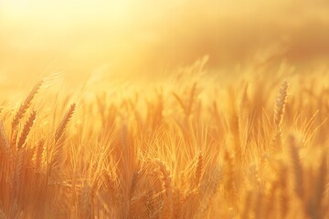 Fototapeta premium Ripe Wheat Field in Golden Sunlight