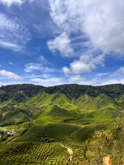 plantation de th&eacute; et collines 