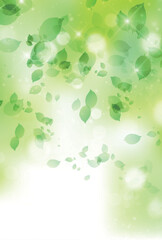 Fototapeta premium 新緑 葉 風景 背景