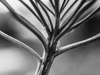 Plant stem
