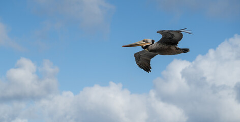 Brown Pelican Flies Across Cloudy Blue Sky