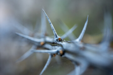 Close Up Of Long Thorns On Ocotillo Plant