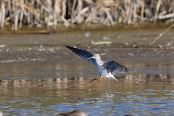 Short-billed dowitcher landing, seen  in a North California marsh
