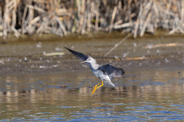 Obraz premium Short-billed dowitcher landing, seen in a North California marsh