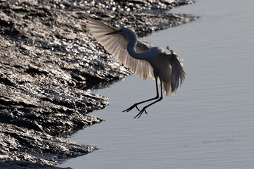 Snowy egret landing in beautiful light, seen in the wild in a North California marsh