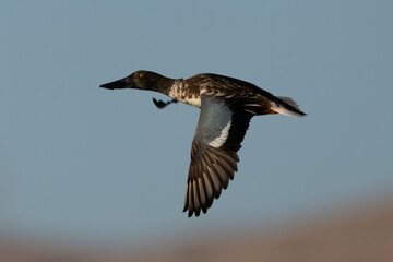Male Northern shoveler flying in beautiful light, seen in the wild in North California