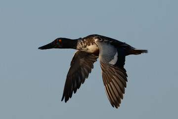 Male Northern shoveler flying in beautiful light, seen in the wild in North California