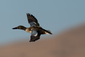 Male Northern shoveler flying in beautiful light, seen in the wild in North California