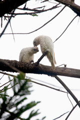 Two white cockatoos perched on a branch, grooming each other