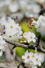 Honeybee collecting nectar on blooming white spring blossoms