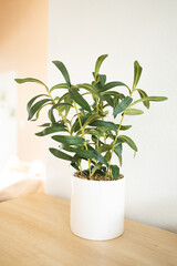 Artificial plant in a white pot
