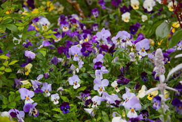 Vibrant purple and yellow pansies in a lush green garden setting.