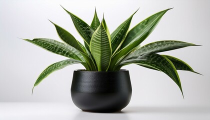 サンスベリアを黒い陶器の鉢に入れて白い背景に際立たせた、モダンでクリーンなデザイン空間
