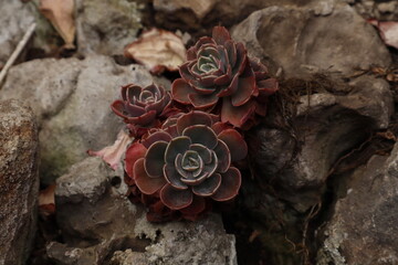 succulent plant growing between rocks