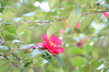 Fototapeta premium サザンカの花