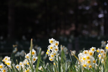 水仙の群生
