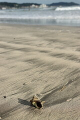 砂浜の貝殻