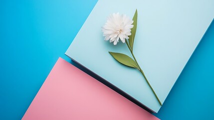 White flower on pastel blue and pink background