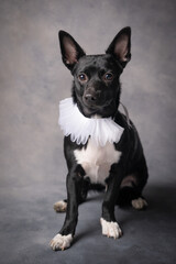Shakespeare Chihuahua/Rat Terrier Dog