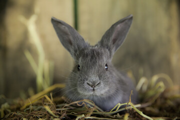 Cute Little Gray Bunny with Ears Up