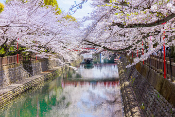 Obraz premium 岐阜県大垣市の桜
