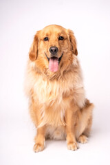 Happy Golden Retriever Portrait