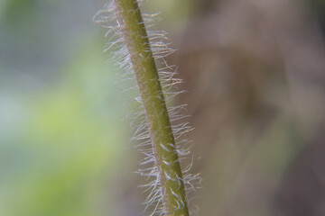 Close-Up of a Hairy Plant Stem with a Blurred Green Background