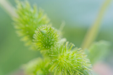  Close-Up of Green Prickly Seed Pods of a Weed, Plant