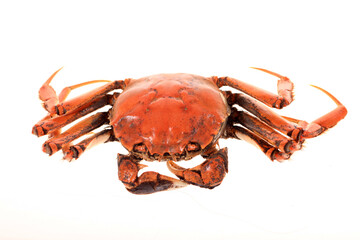 Hairy crab, Chinese delicacy