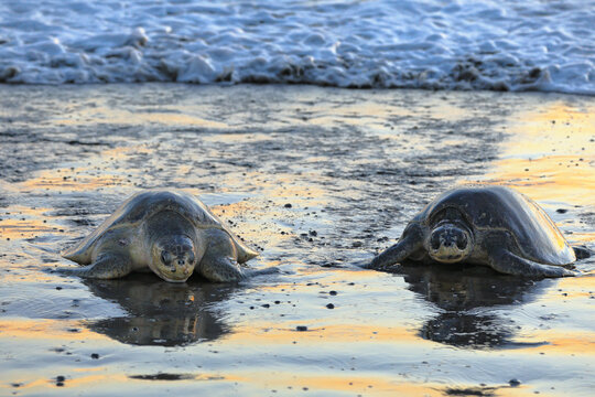 Olive ridley sea turtles crawl out onto the beach for laying eggs. Ostional National Wildlife Refuge, Guanacaste Province, Ostional, Costa Rica, Central America