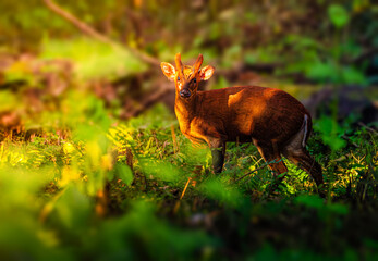 Grace in the Green Glade