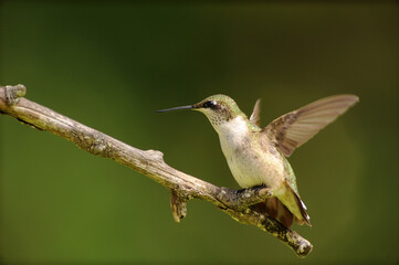Fototapeta premium Hummingbird on a Branch with Wings Up