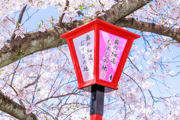 岐阜県大垣市の桜