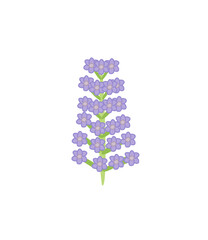 Lavender Flowers
