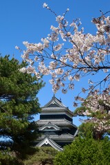 松本城天守と桜（長野県・松本市）