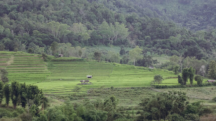 Cascading Terraces. Nature's Staircase in the Paddy Fields