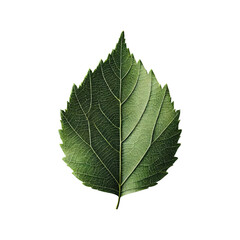 Fototapeta premium Birch leaf isolated on transparent background