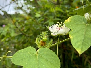 nature, floral, agriculture, beautiful, natural, organic, petal, botany, wildflower, flora,...
